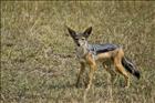 18 Jackal
